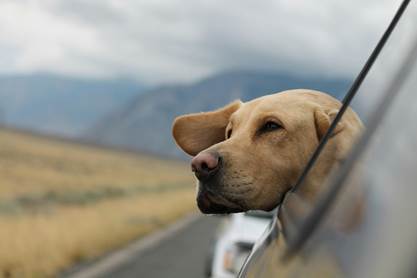 Helping Your Dog Cope with Travel Anxiety This Summer