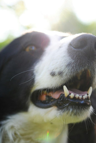 Proactive Oral Care: Ensuring Fresh Breath and Healthy Smiles for Your Dog
