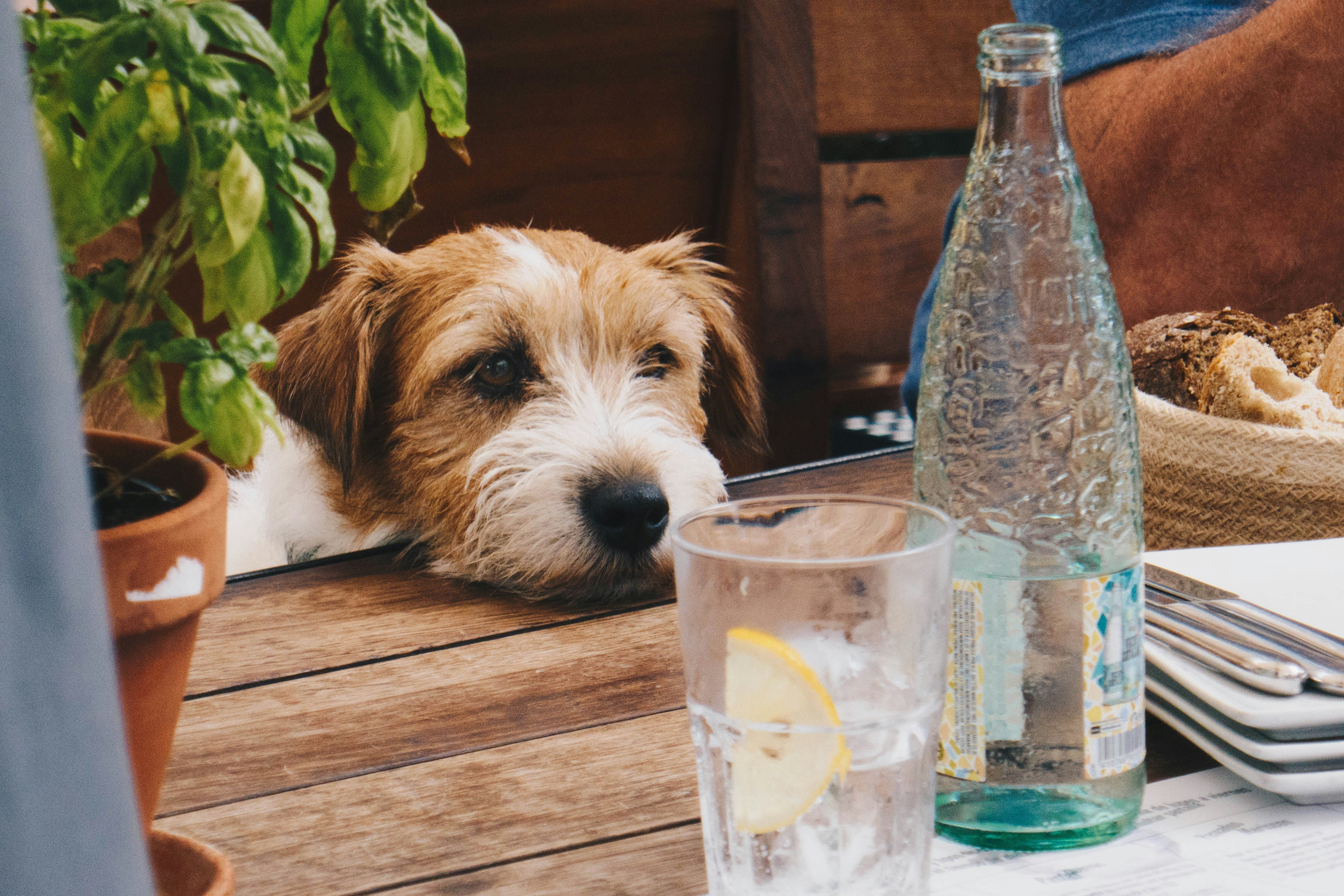 Dog Hydration. A dog looking longingly at a glass of water