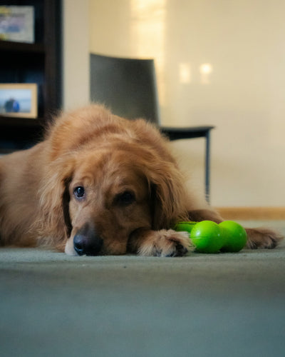 Dog looking sad lying down