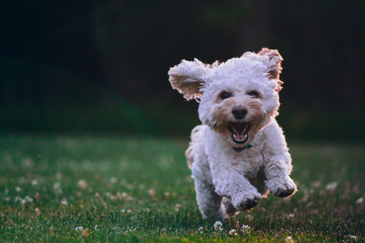 A white dog running on green grass