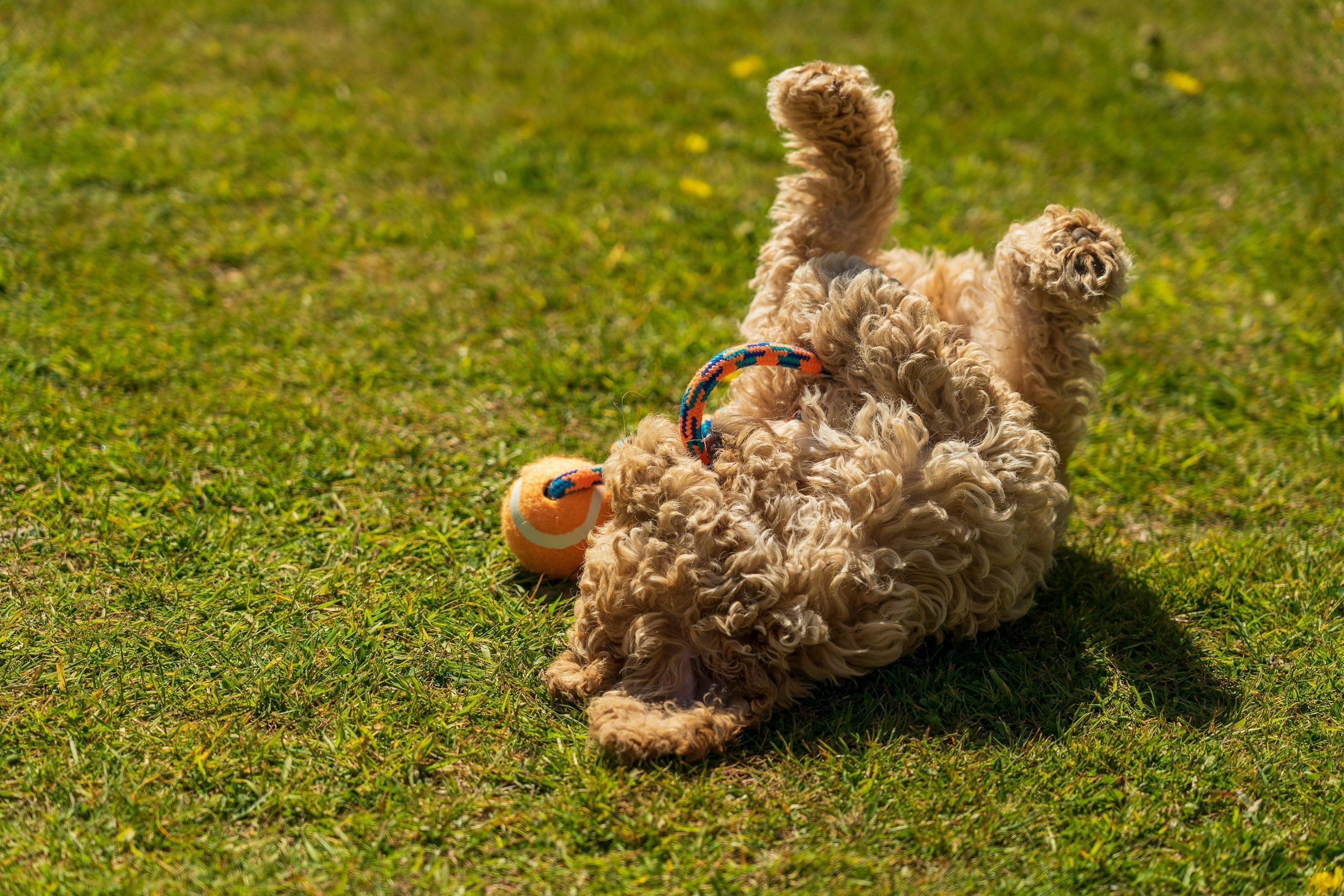 Furry dog rolling around on grass
