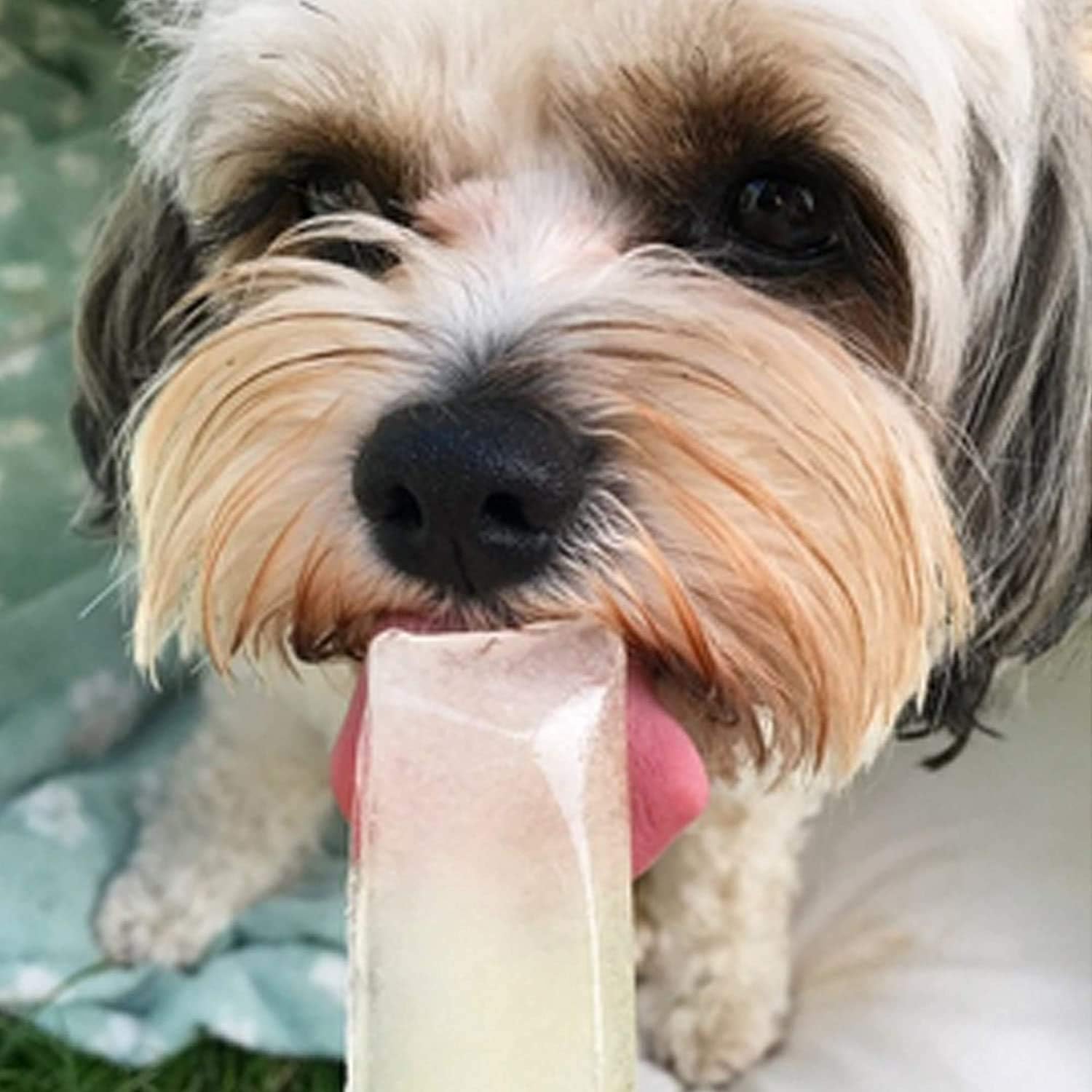 PAW POPS COOLING ICE POPS FOR DOGS. READY TO FREEZE