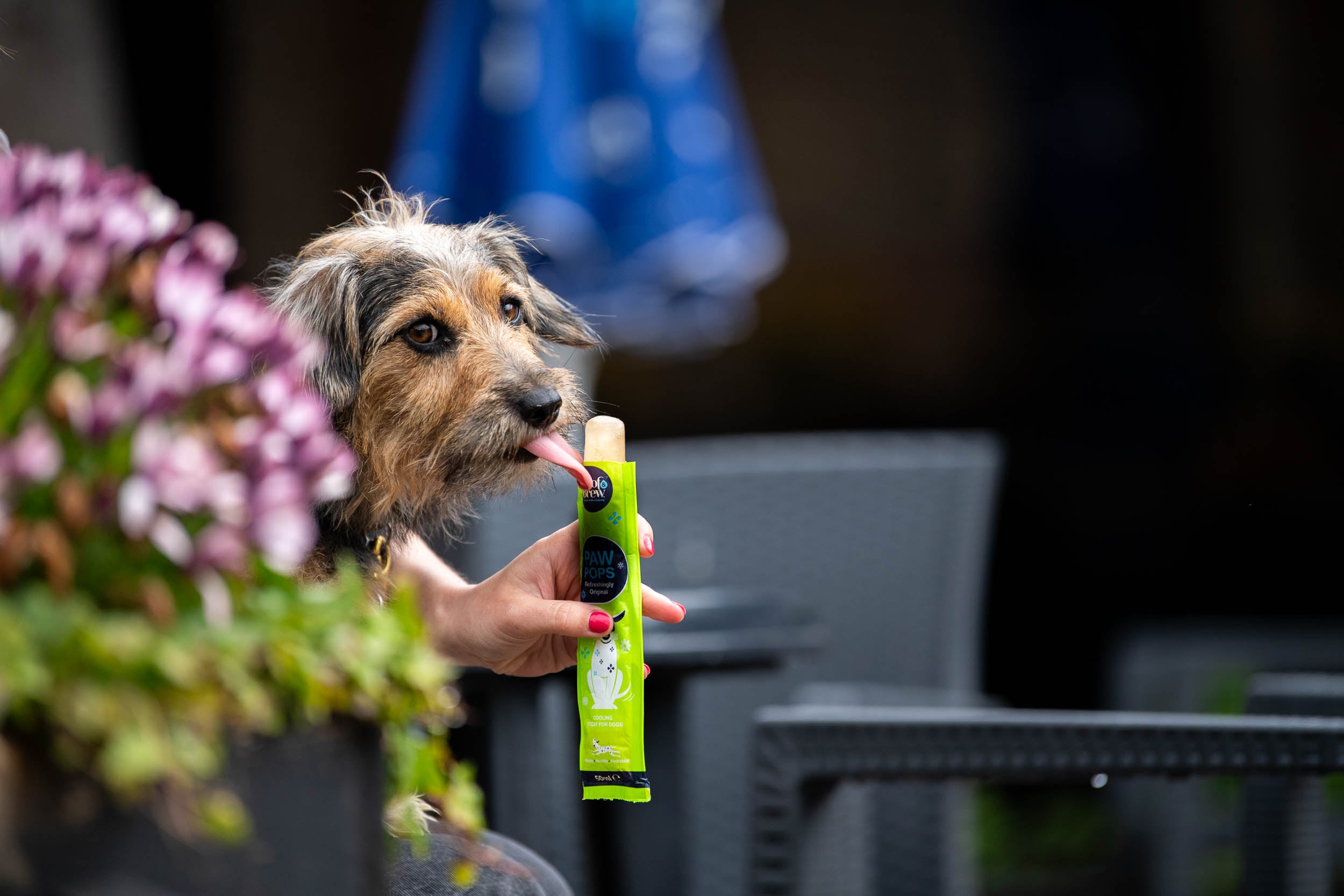 PAW POPS COOLING ICE POPS FOR DOGS. READY TO FREEZE