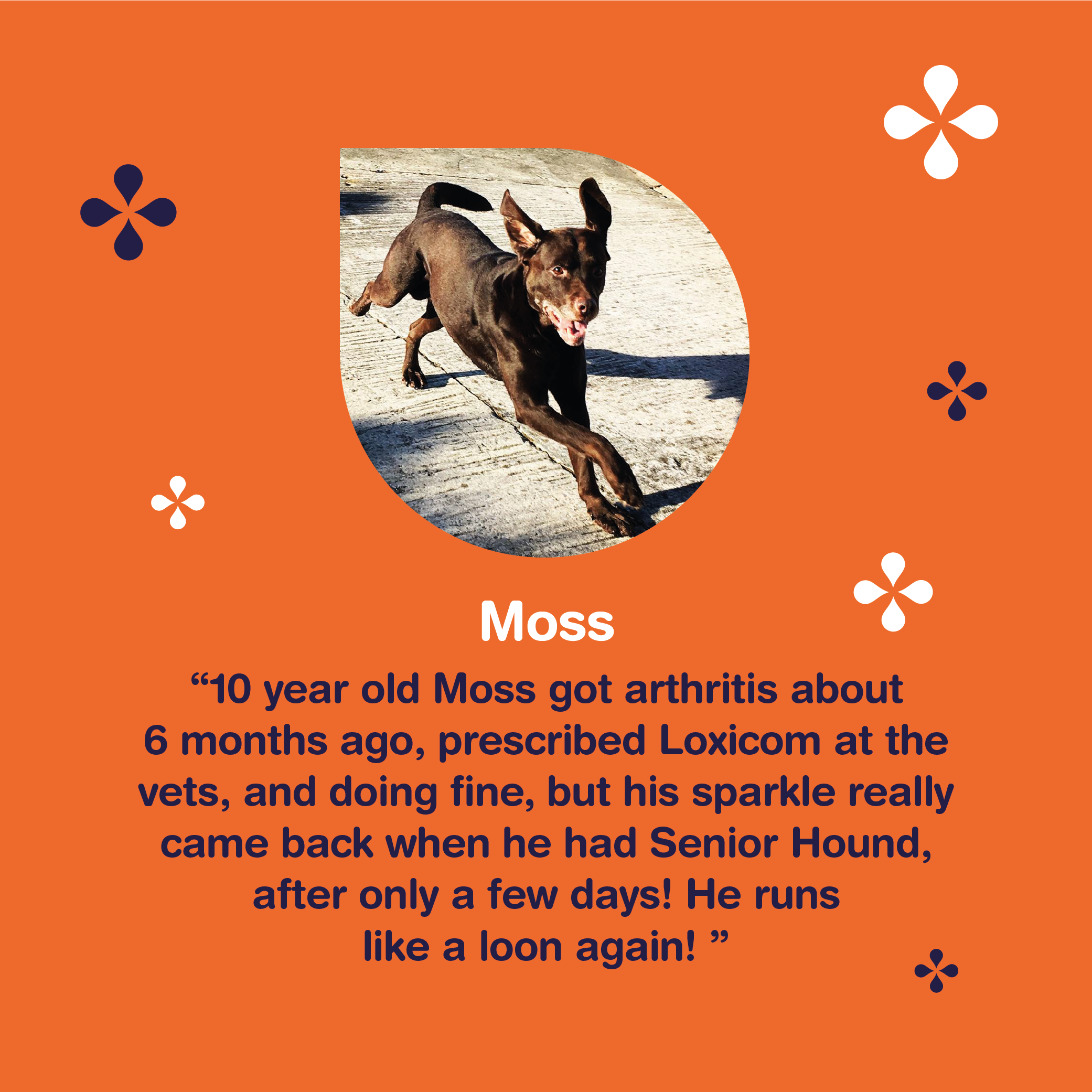 Senior Hound Dog Joint Care - Moss review
