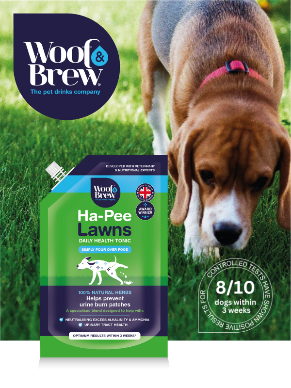 Beagle with Ha-pee lawns by Woof & Brew