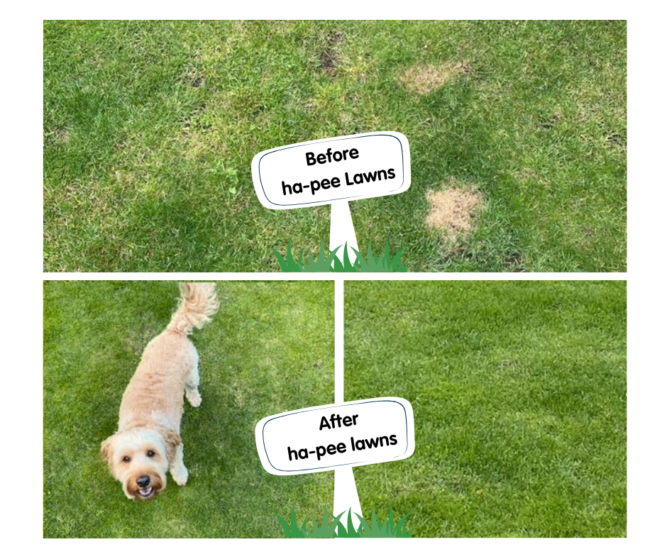 Ha-pee lawns before and after photo showing a dog on grass with urine burns