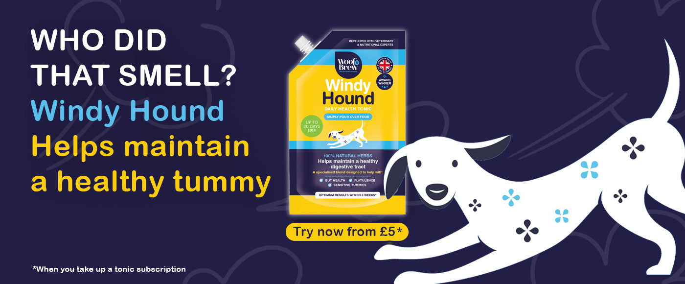 Advertisement for Windy Hound product with a cartoon dog on a dark blue background