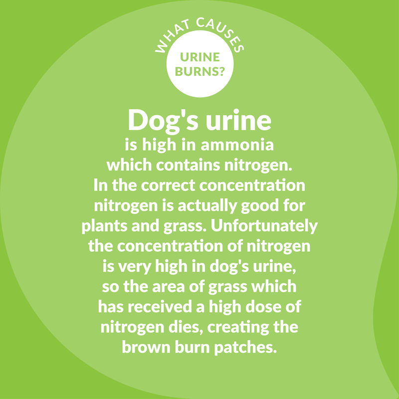 Help Stop Lawn Burn by Dogs