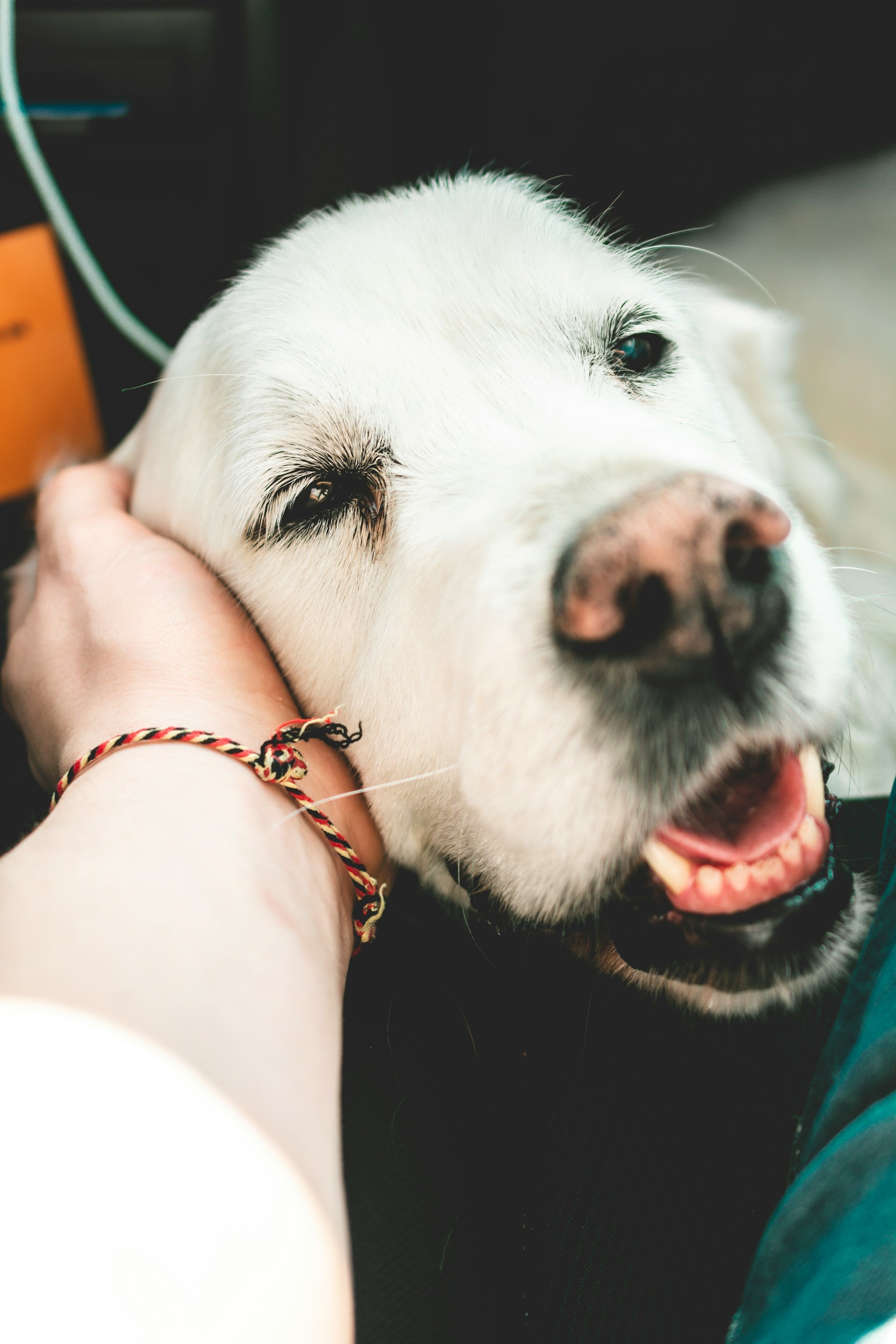 Older white dog being stroked 