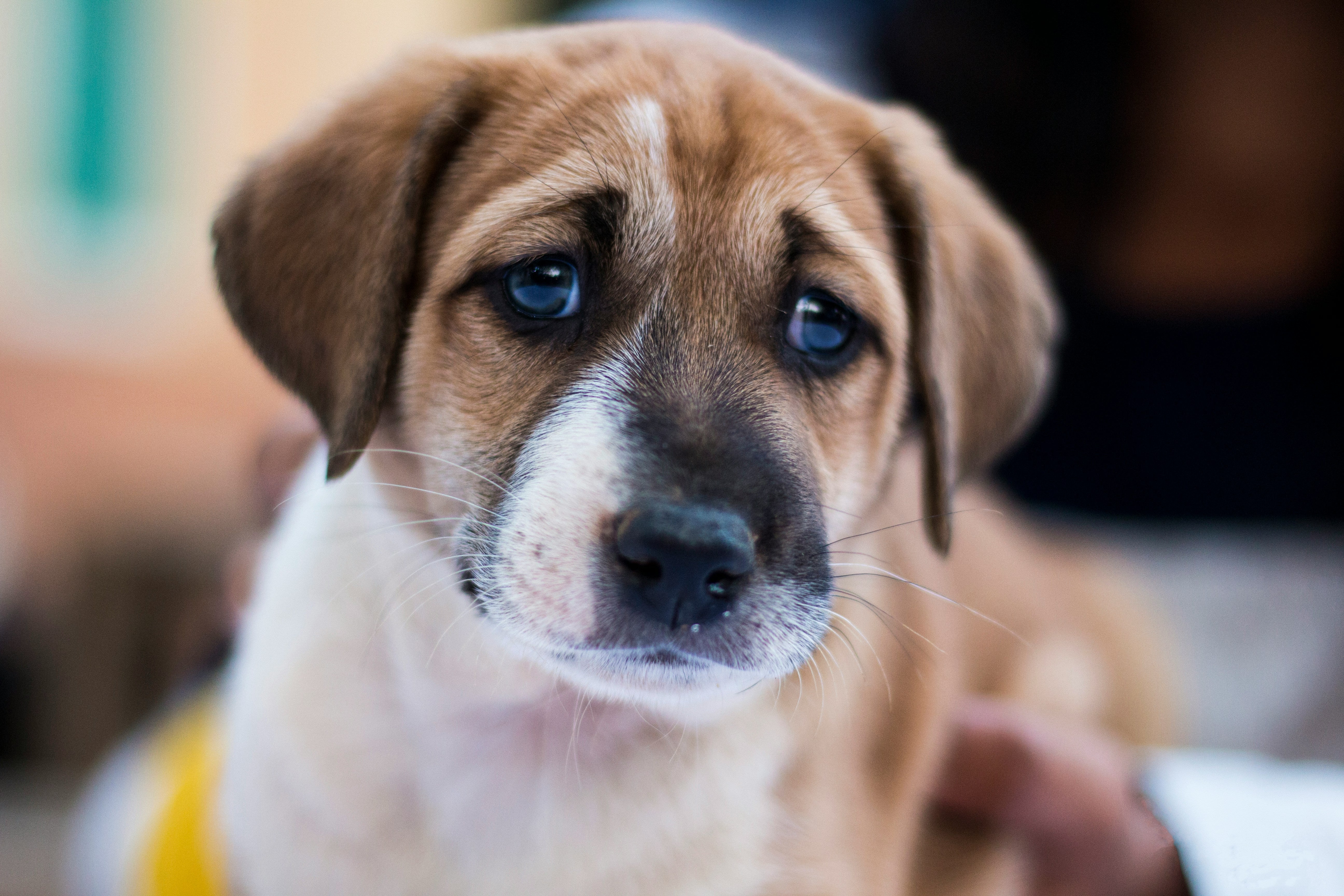 Photo of a young dog looking anxious