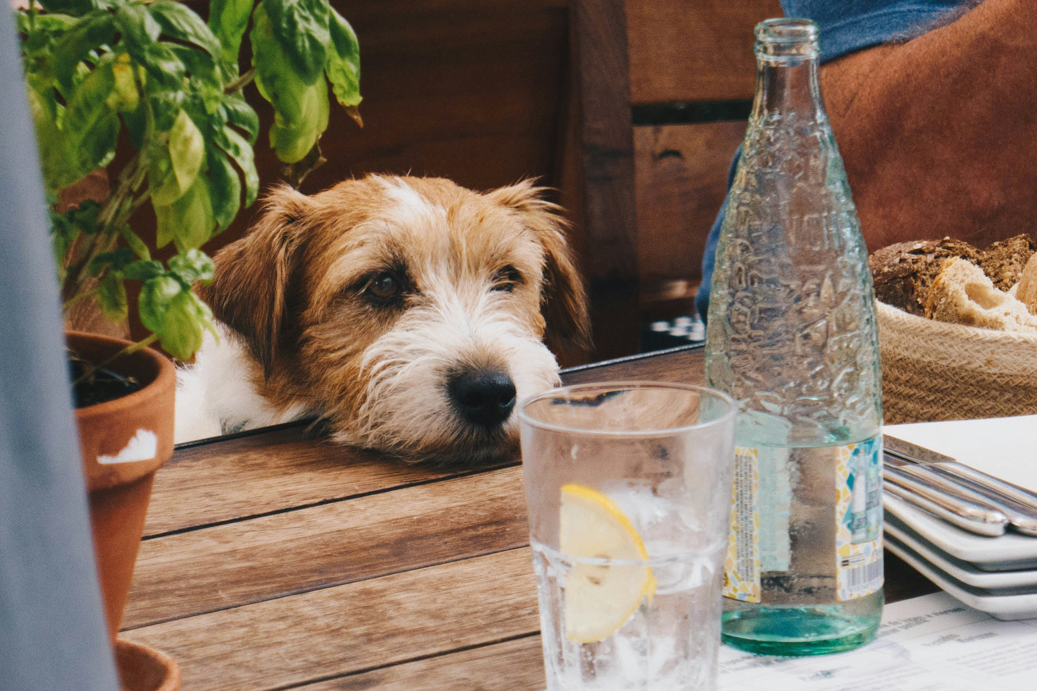 Dog Hydration. A dog looking longingly at a glass of water