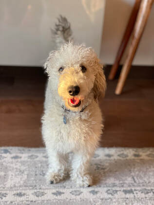 MEET THE CREW! RONNIE THE BEDLINGTON TERRIER!