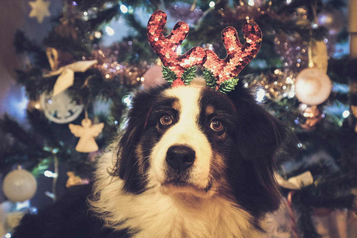 Dog sitting in front of a festive Christmas tree