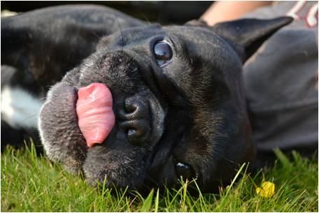 Photo of a dog licking its lips while lying on grass