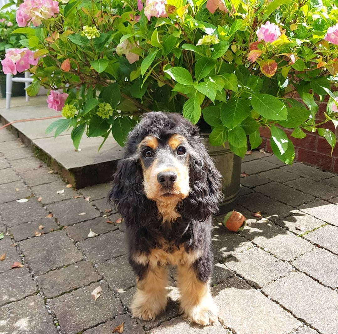 MEET THE CREW! PIPPA THE COCKER SPANIEL!