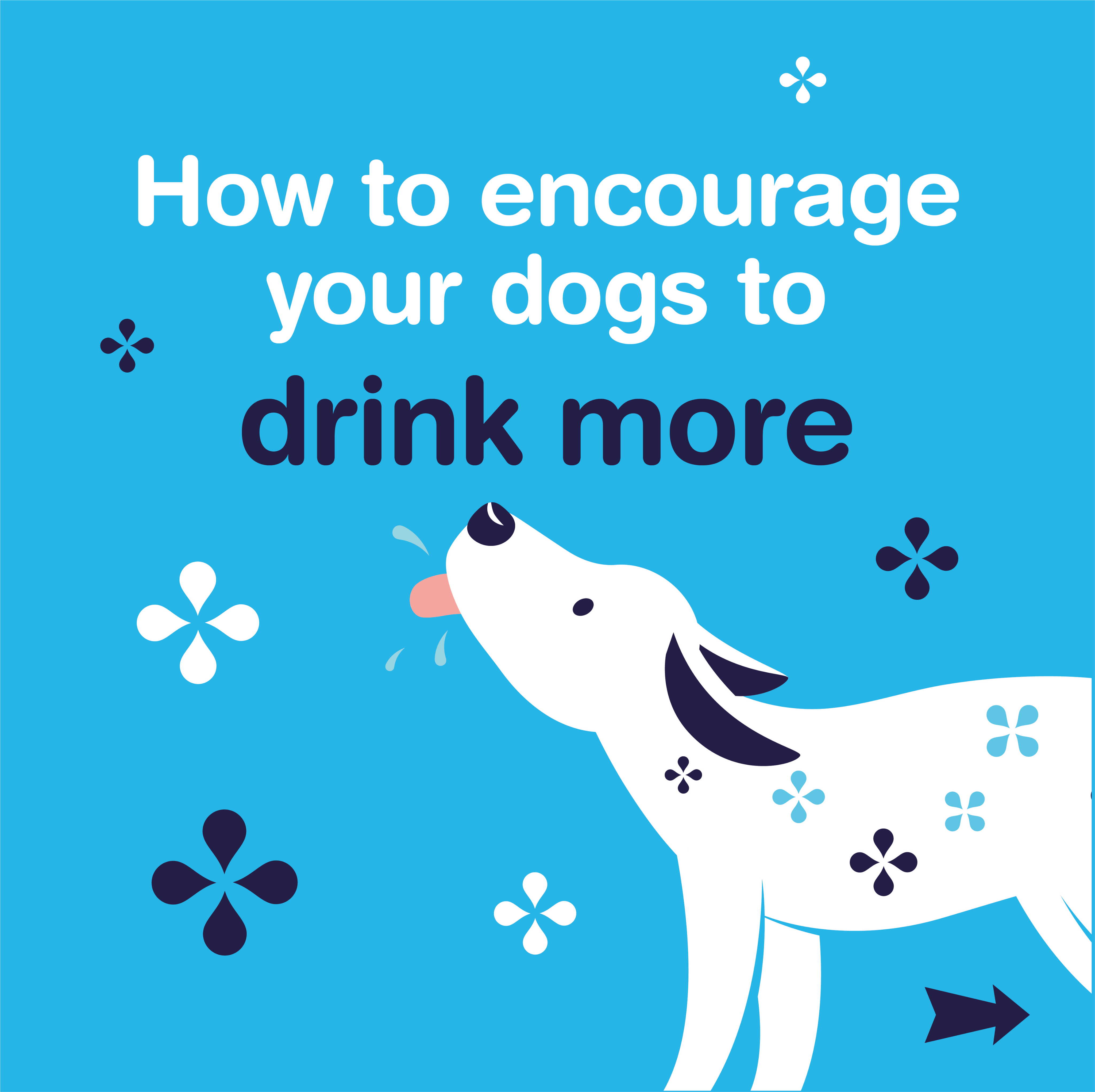 How to encourage your dogs to drink more