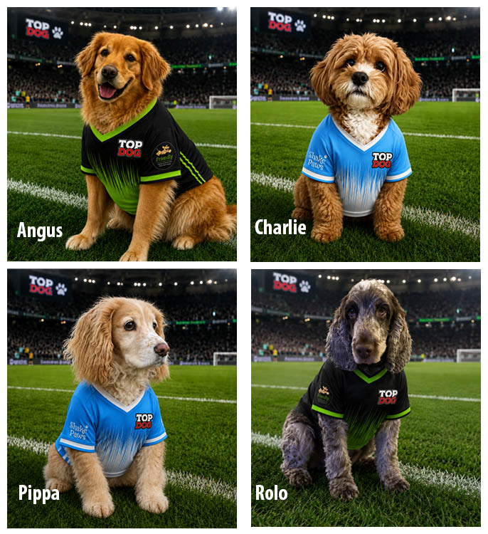 Four Top Dog Dogs on a football pitch