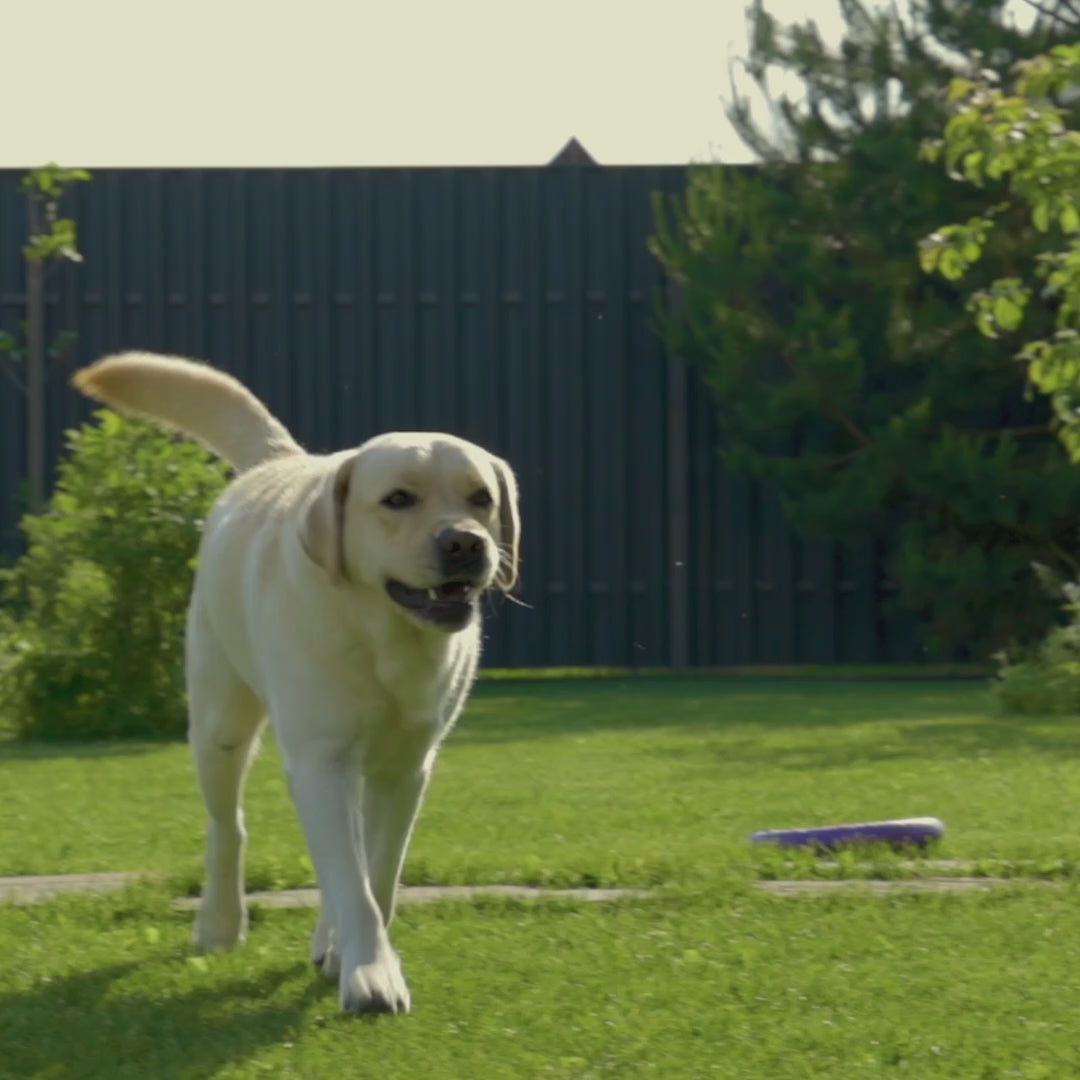 Ha-pee Lawns by Woof&Brew video